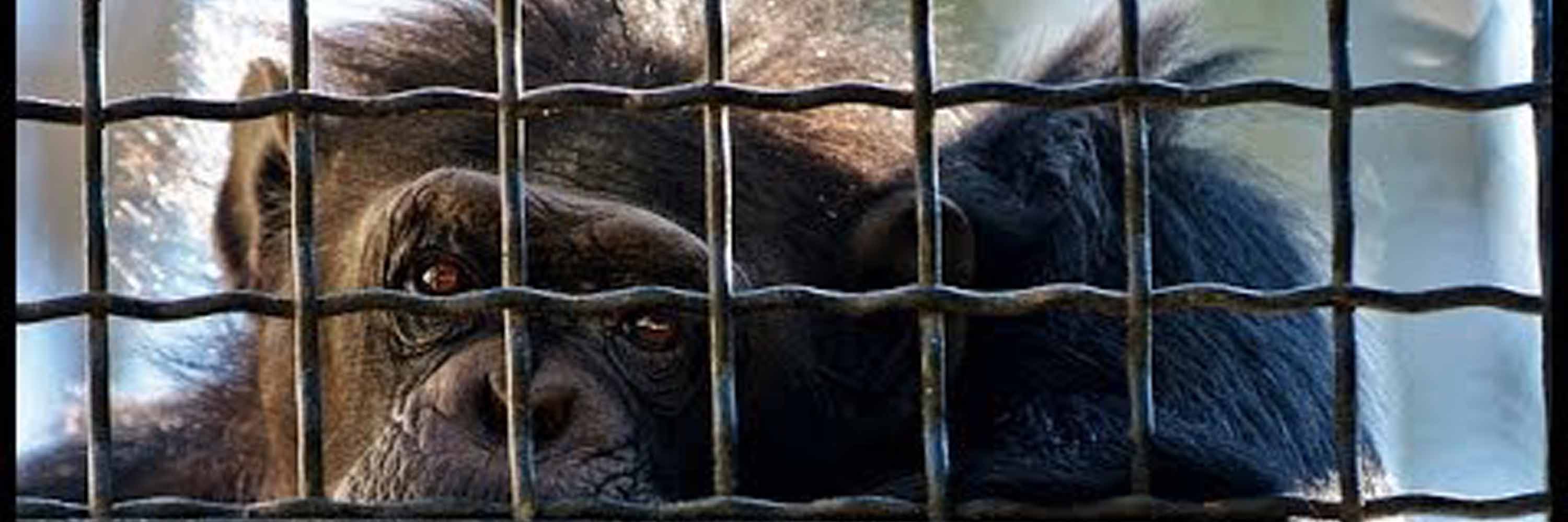 a sad monkey looking through the bars of a cage