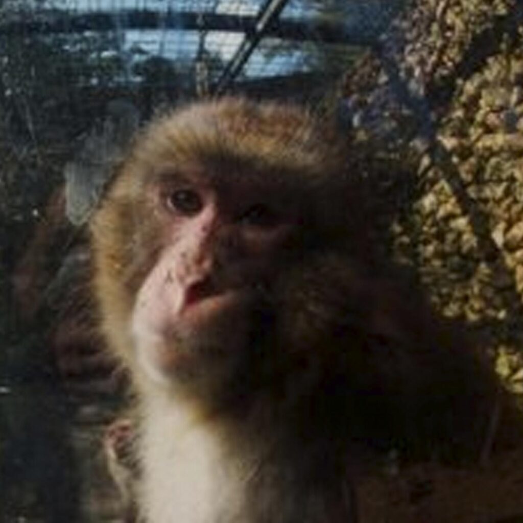 a brown baboon looking directly at the camera