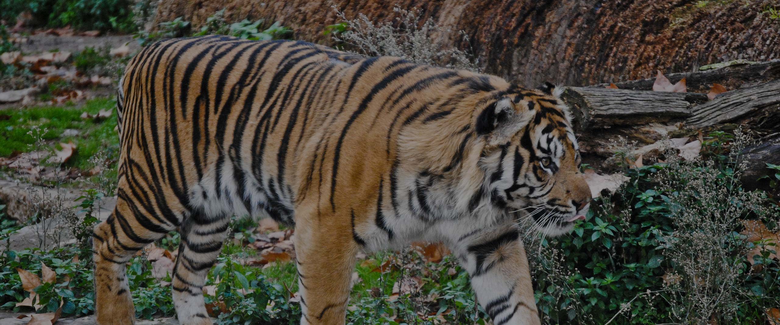 Bengal tiger,Siberian tiger,Tiger,Felidae,Plant,Natural environment,Vegetation