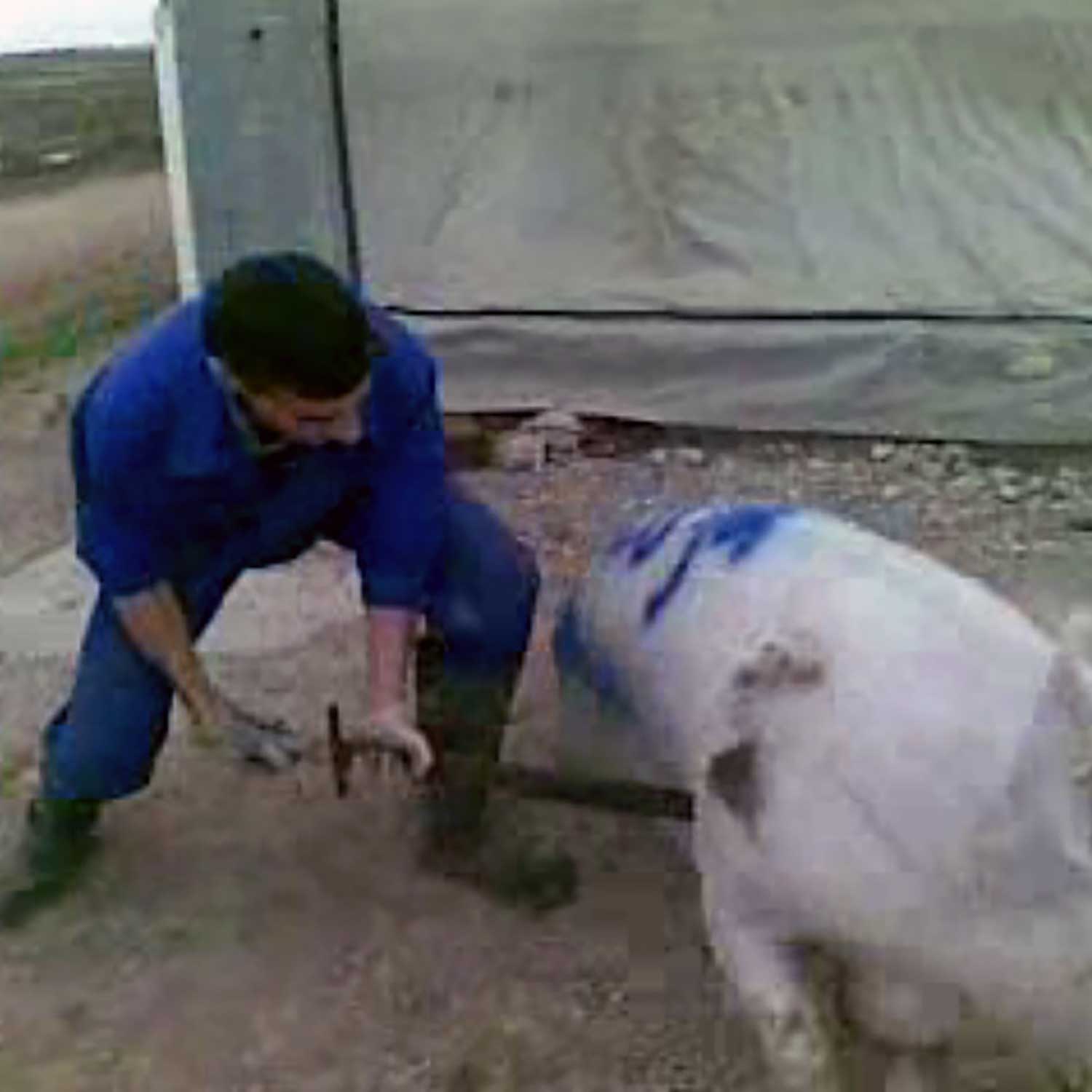 SPANISH PIG FARM