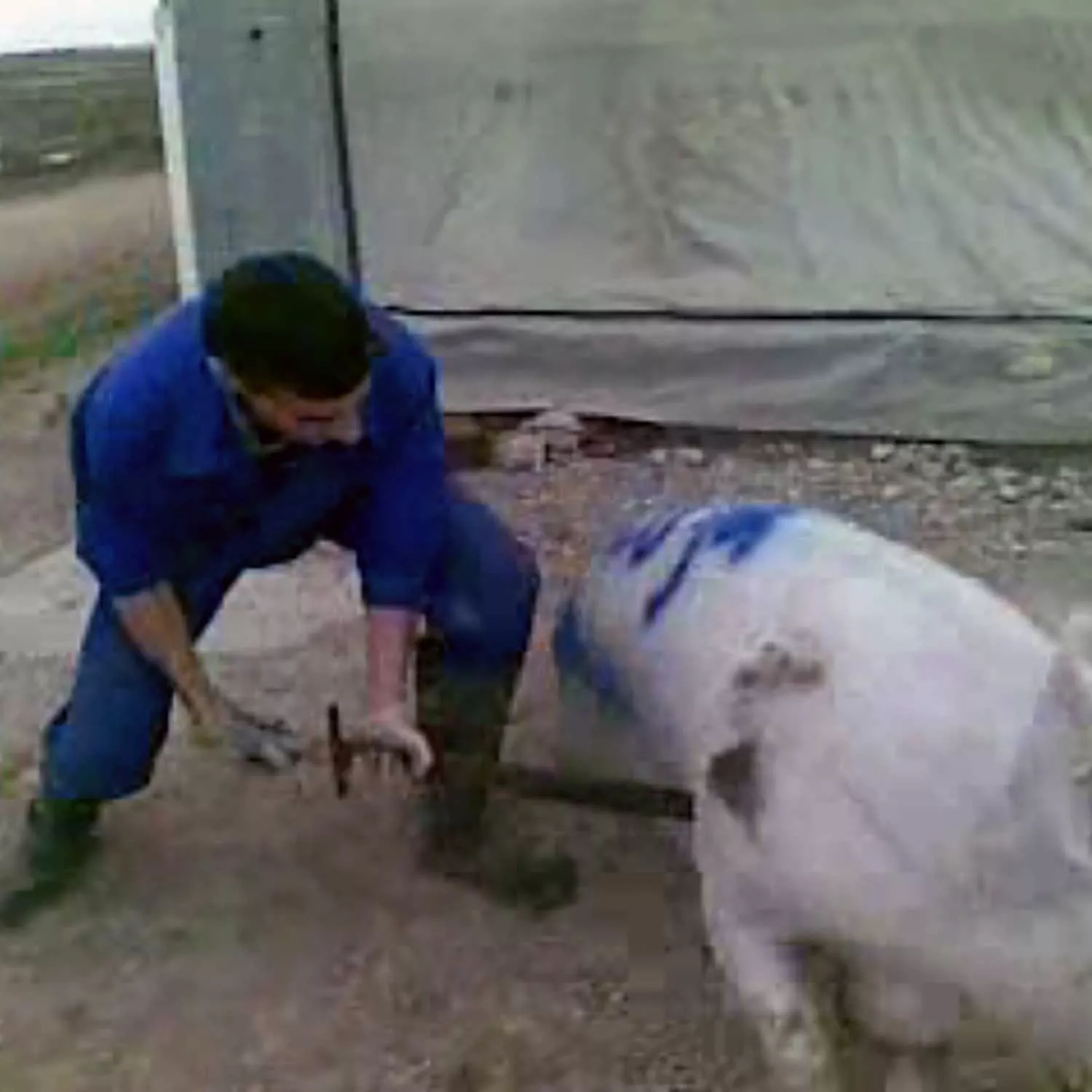 Pigs Stabbed with Swords While Workers Laugh on Spanish Pig Farm