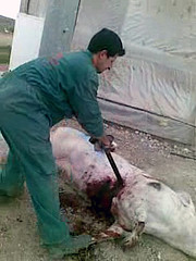 Sheep shearer,Butcher,Grass,Building,Soil,Landscape,Cap