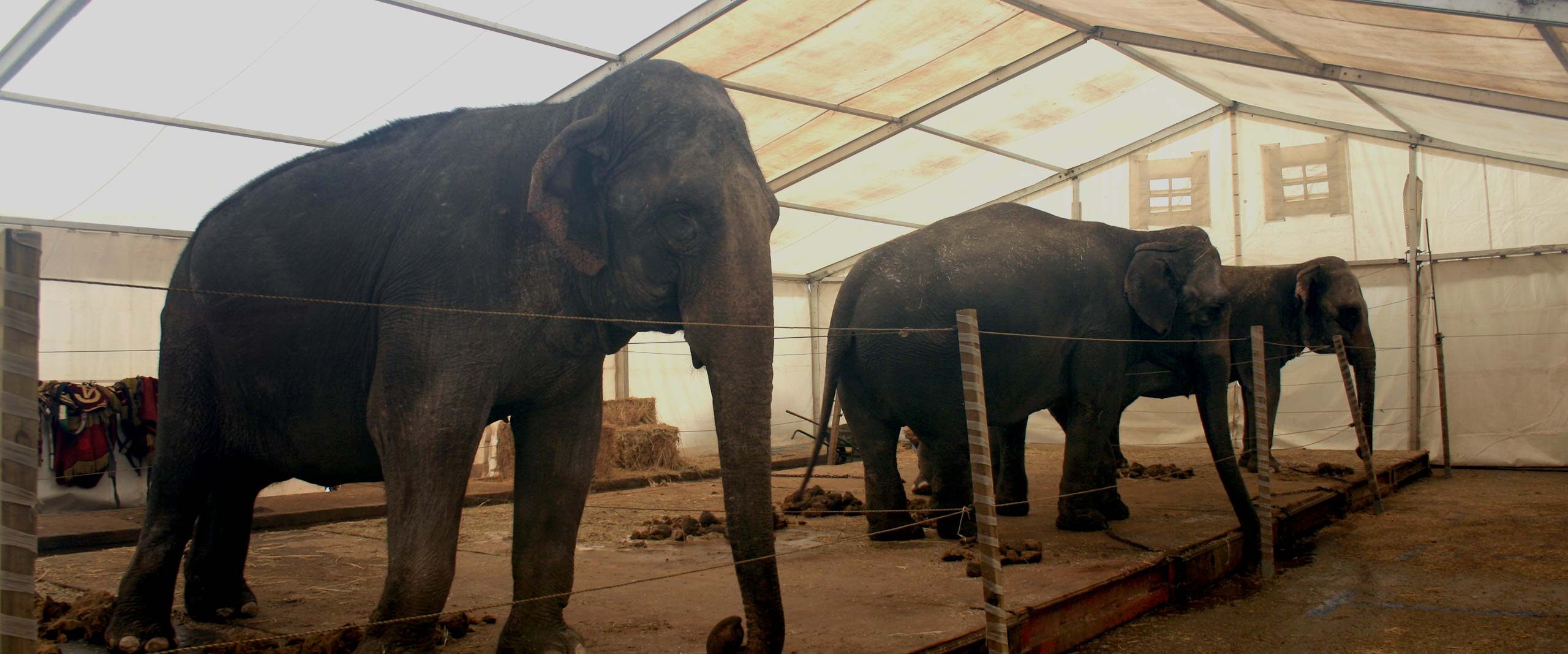 Greece Bans Use of All Animals in Circuses | Animal Equality
