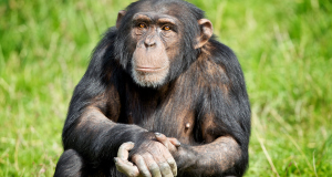 Primate,Nature,Natural environment,Grass,Macaque,Common chimpanzee