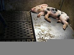 tyson chicken farms abuse