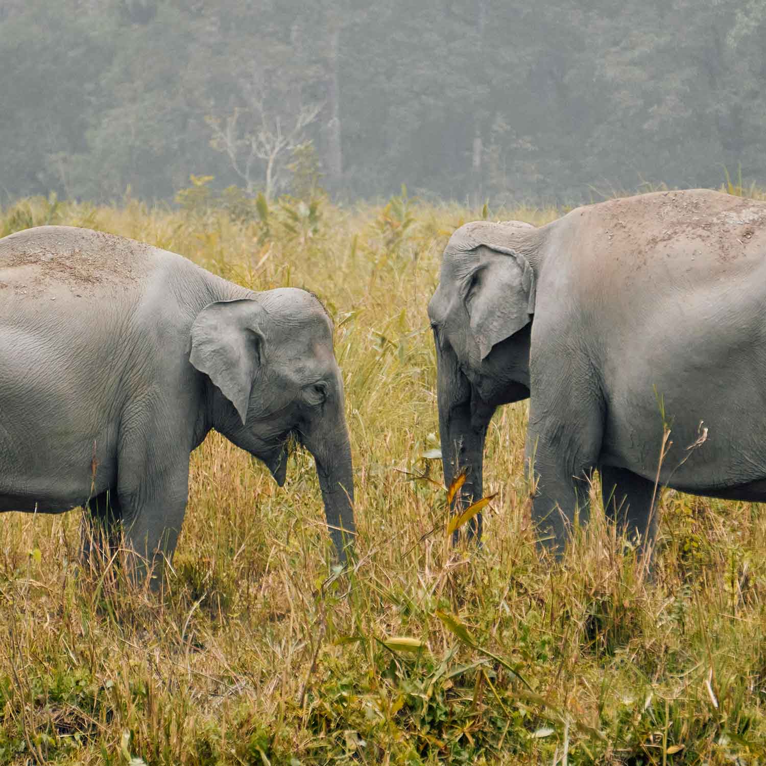 elephants, india