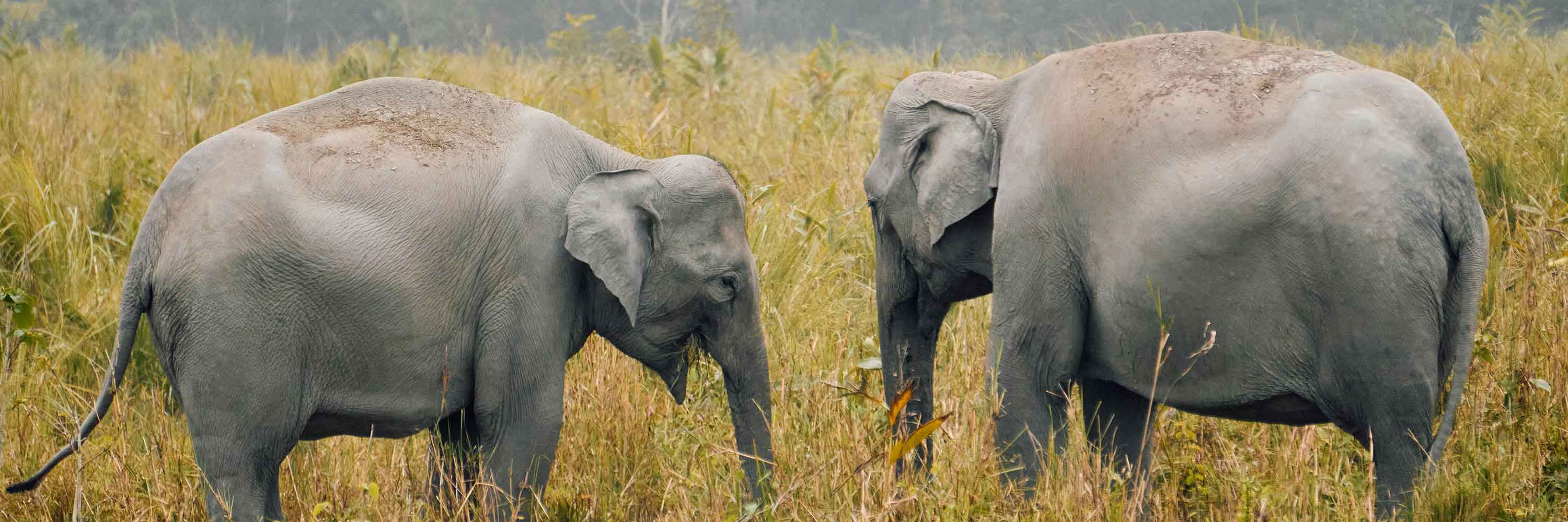 elephants, india
