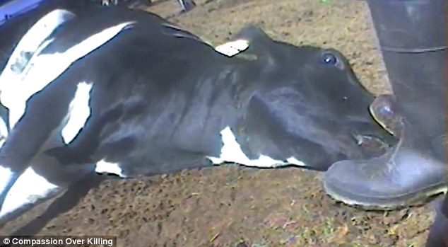 Investigation: Shocking butchering of cows for US burger chain