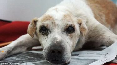 The Last Days of a Dog | Animal Equality | International Animal