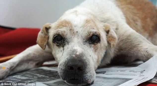 The Final Days Of A Neglected Street Dog In Singapore