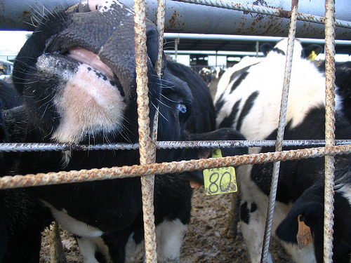 Fence,Mammal,Wire fencing,Mesh,Snout,farmed animal,Landscape