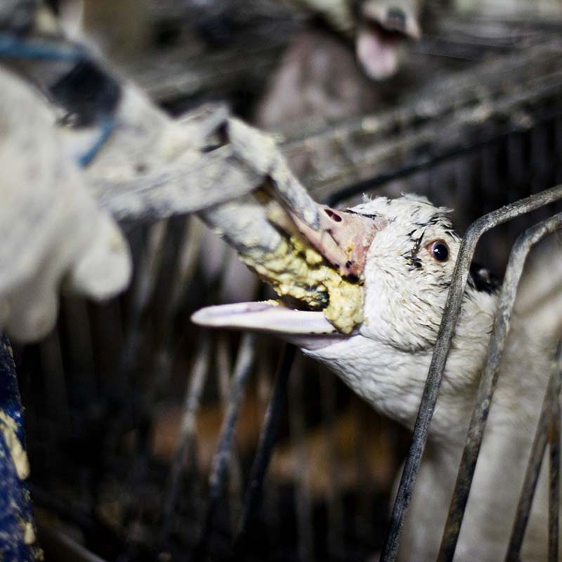 Caracierzos Foie Gras Farm