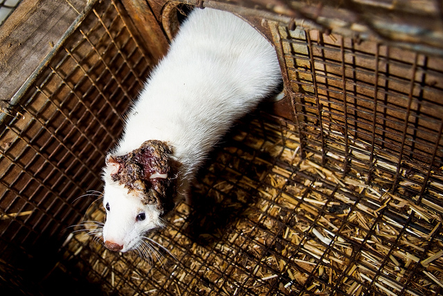 Netherlands' Senate Voted to Ban Fur Farming by 2024