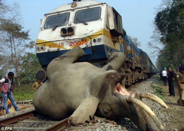 Elephant Killed by Speeding Train in Reserve | Animal Equality