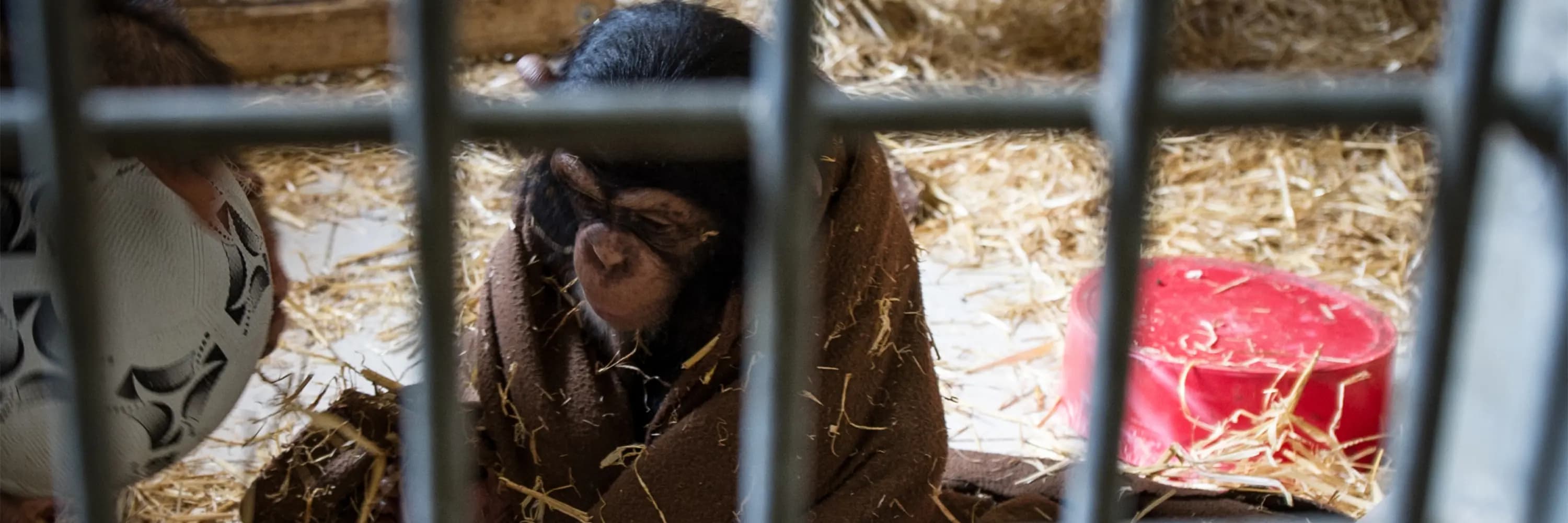 Chimpanzee at Schwaben Park zoo in Germany