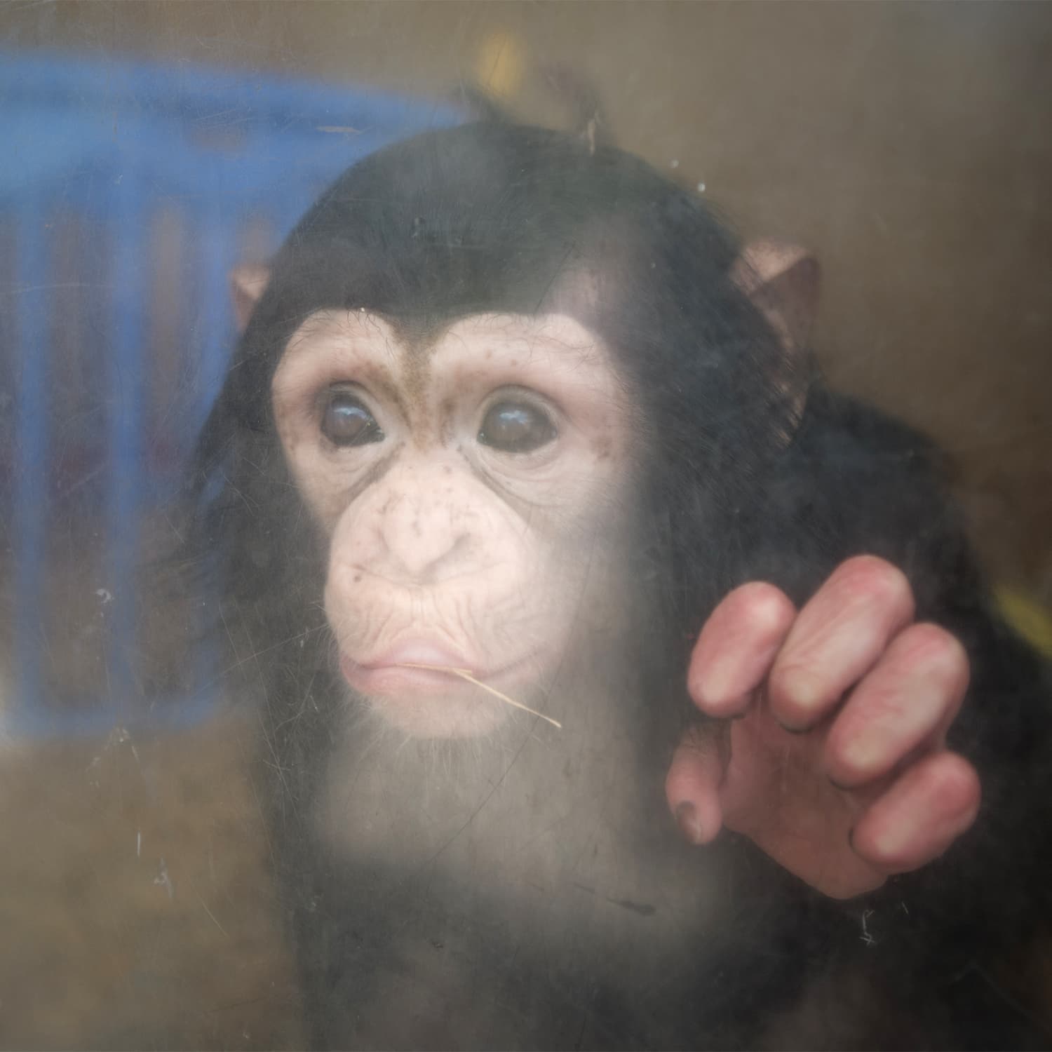 Young chimpanzee trapped in the Schwaben Park zoo in Germany