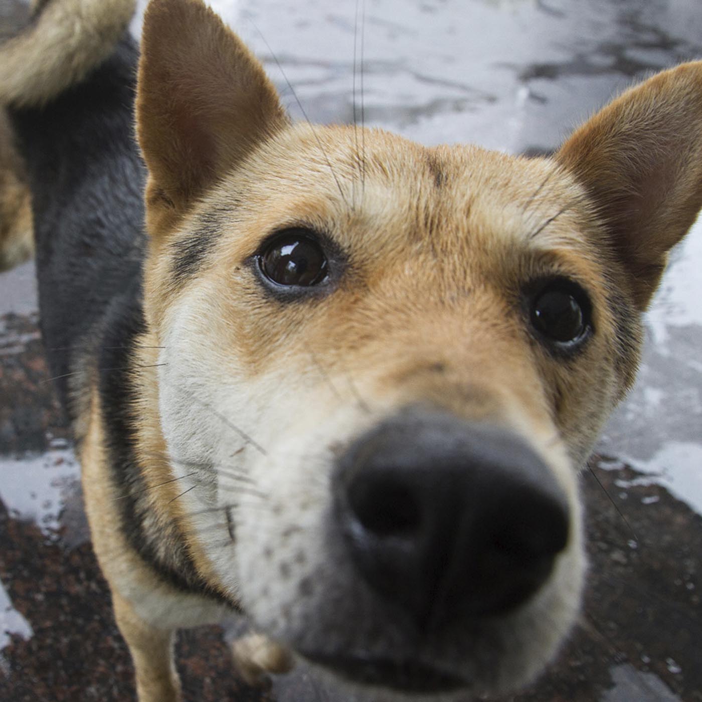 Dog,Dog breed,Mammal,Whiskers,Companion dog,Snout,Sporting Group