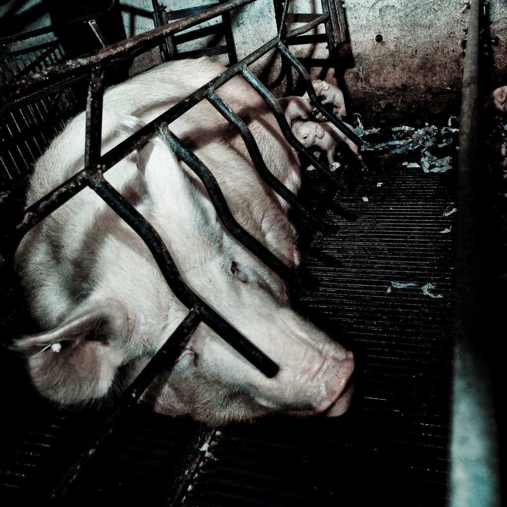 9 Frightening Facts About Factory Farming | Animal Equality