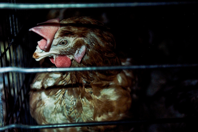 What Is Chicken Factory Farm? Sad Horrific Details Revealed