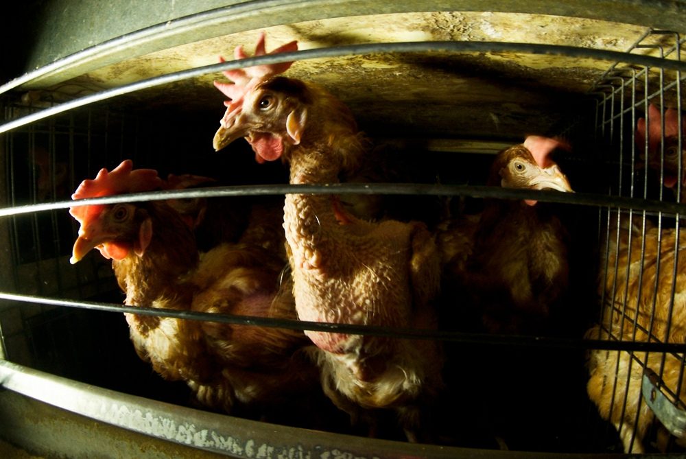 9 Frightening Facts About Factory Farming | Animal Equality 9 Frightening Facts About Factory Farming | Animal Equality