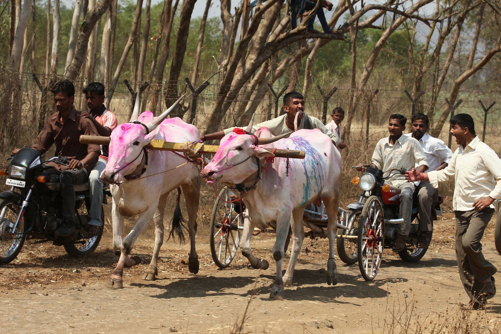 BREAKING: Animal Equality India Ends Bullock Cart Races