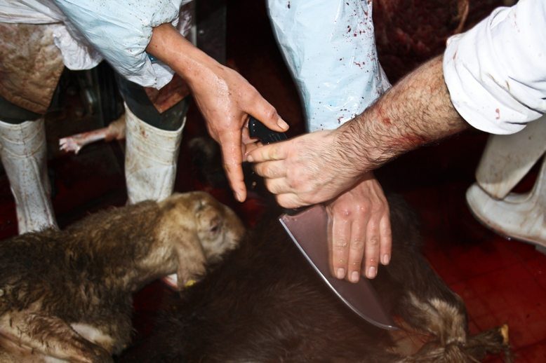 Animal Equality's Investigation Reveals the Brutal 