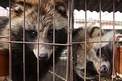 New Investigation Inside Chinese Fur Farms Which Breed ‘Raccoon Dogs ...