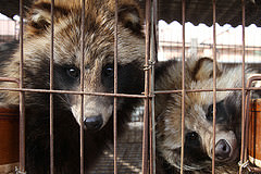 Whiskers,Snout,Animal shelter,Wildlife,Procyonidae,Cage,Brown bear