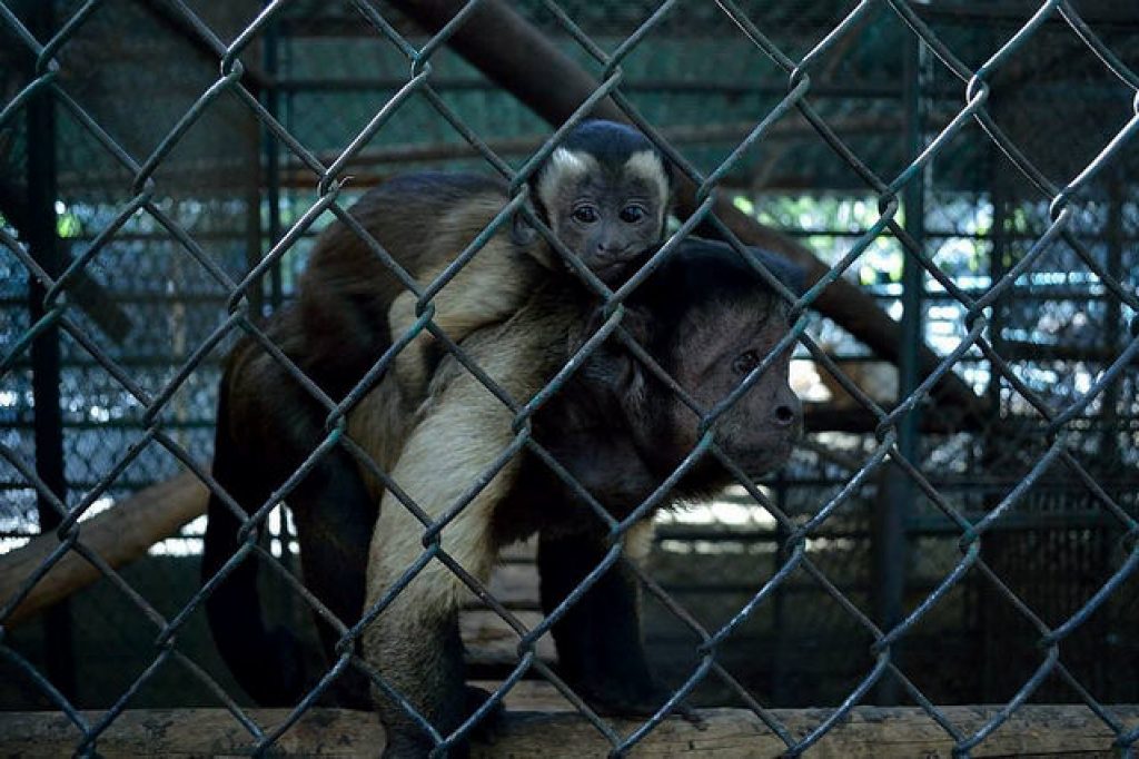 Primate,Fence,Mesh,Wire fencing,Snout,Chain-link fencing,Metal