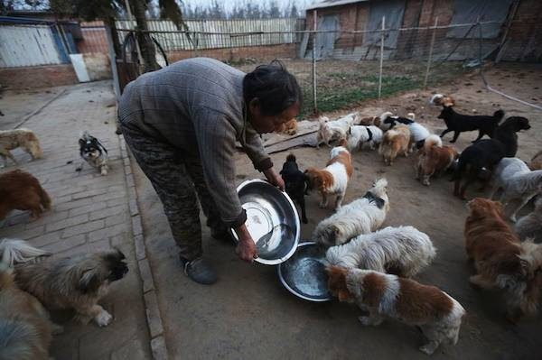 Everyday, Elderly Chinese Women Feeds 1,300 Stray Dogs Everyday, Elderly Chinese Women Feeds 1,300 Stray Dogs