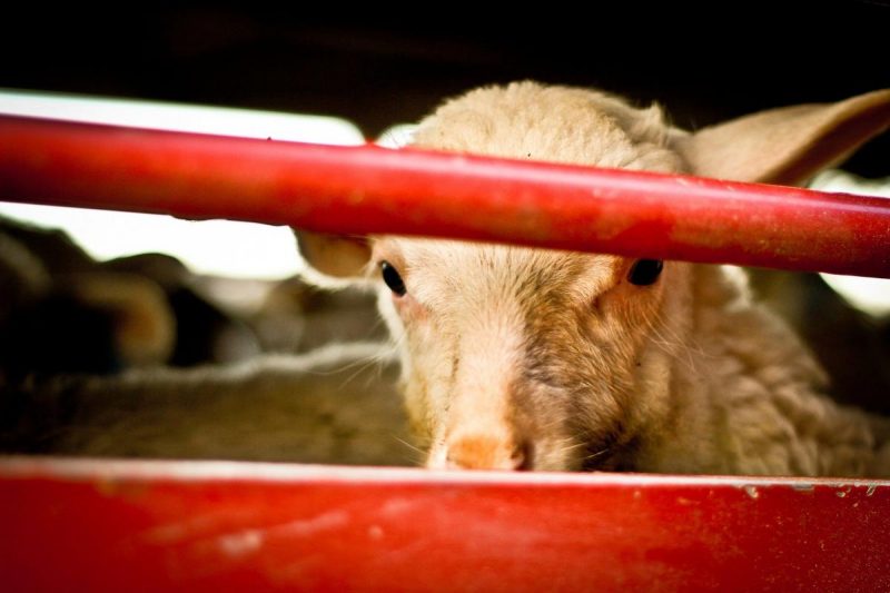 Lamb Cruelty Exposed Again Animal Equality