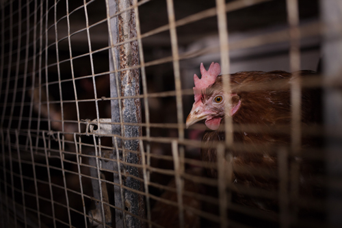 Bird,Mesh,Fence,Beak,Mammal,Wire fencing