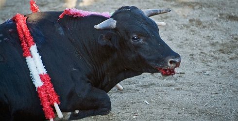Petition to EU against Bullfighting and Blood Fiestas Subsidies