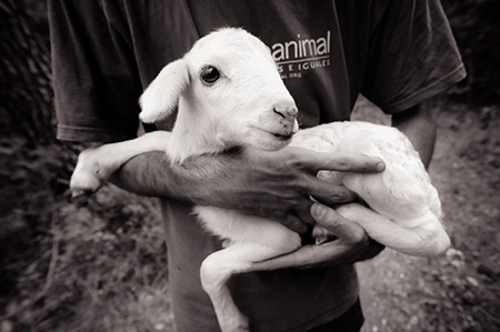 Hand,Photograph,White,Black,Goat,Jaw,Style