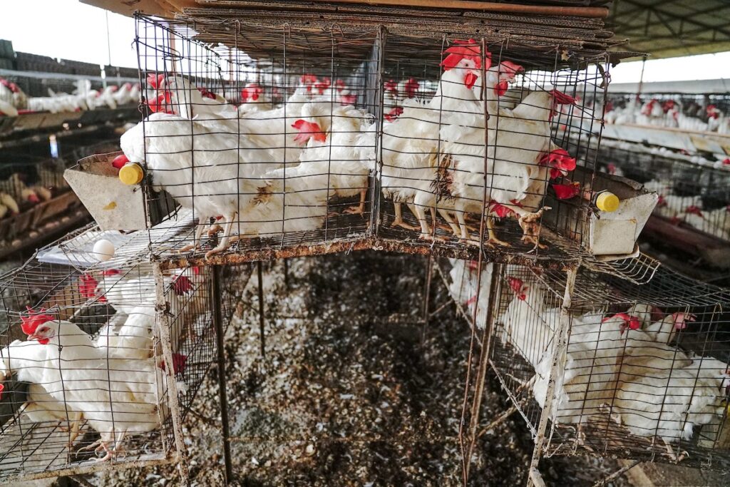 Hens crammed in cages inside a factory farm