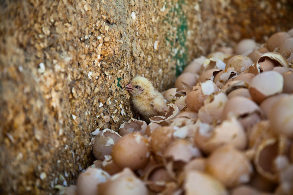 Male chick discarded by the egg industry