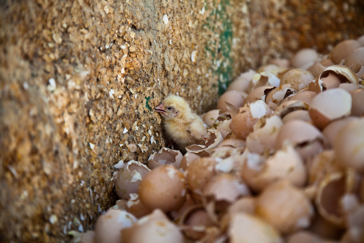 9 Things You Don’t Know About the Egg Industry Animal Equality
