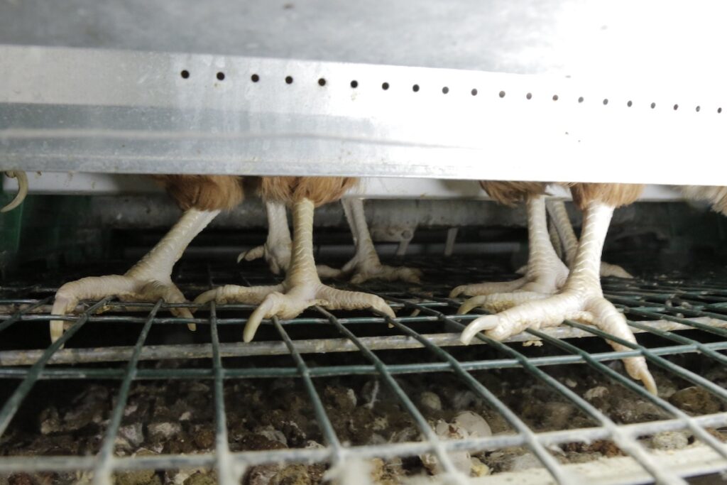 hens are forced to stand on wire cages their entire lives