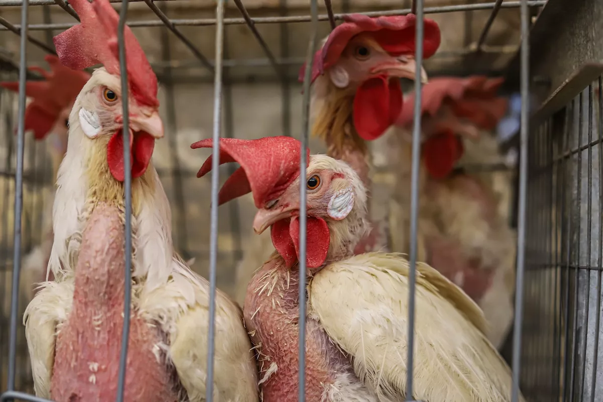 caged hens with feathers missing