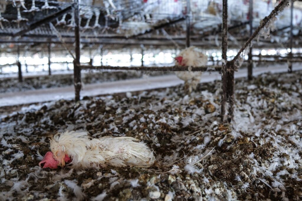 dead hen on the ground inside a factory farm