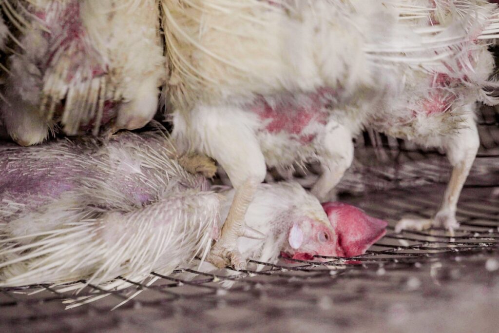 dead hen on bottom of cage in factory farm