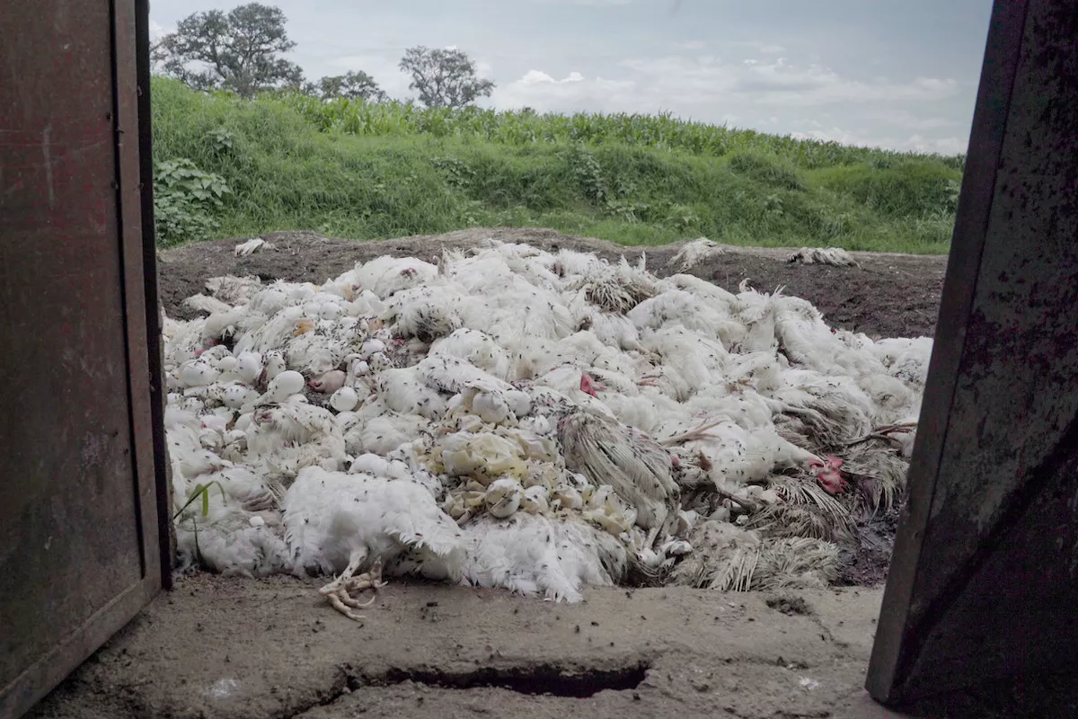 pile of dead hens outside factory farm