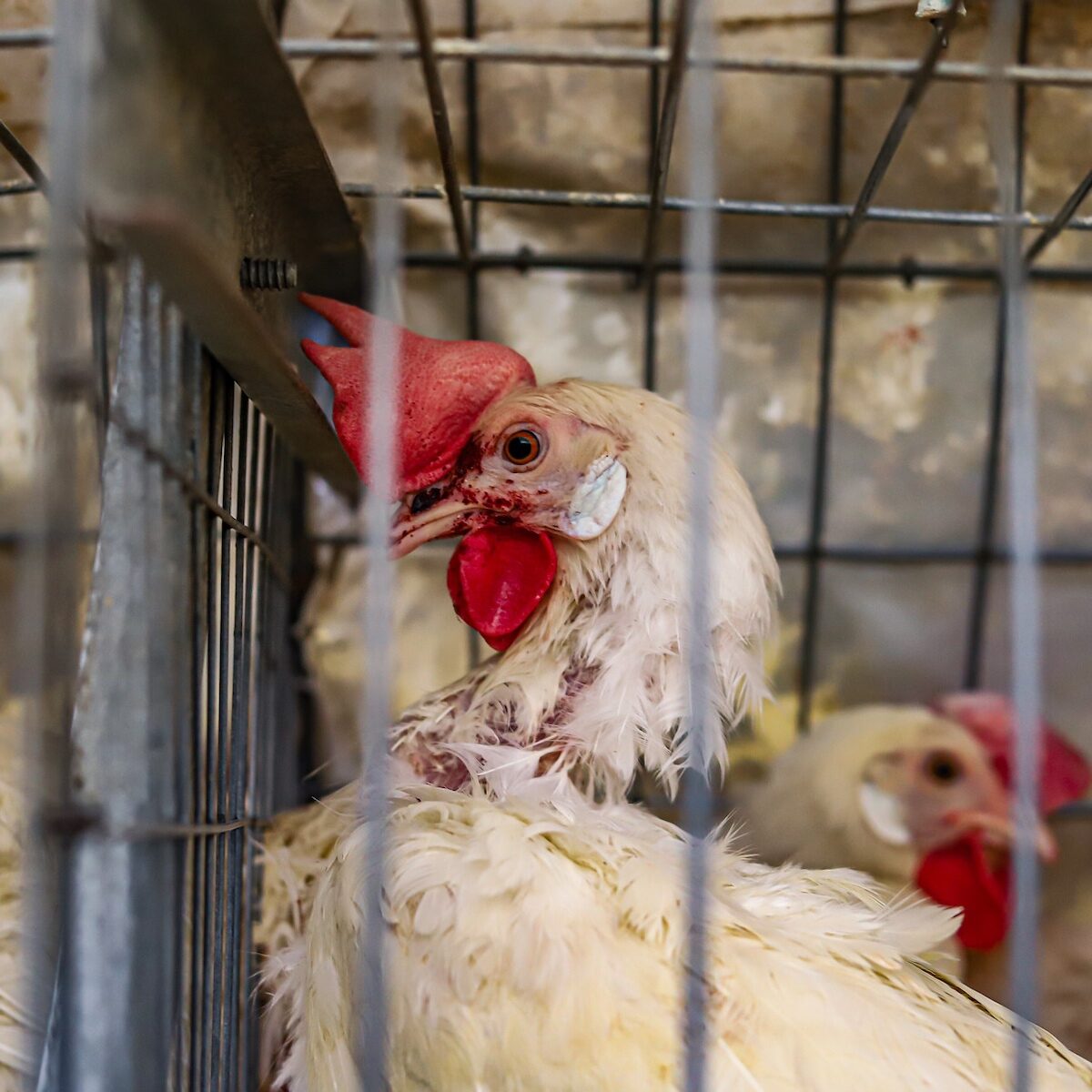 hen inside cage in egg factory farm