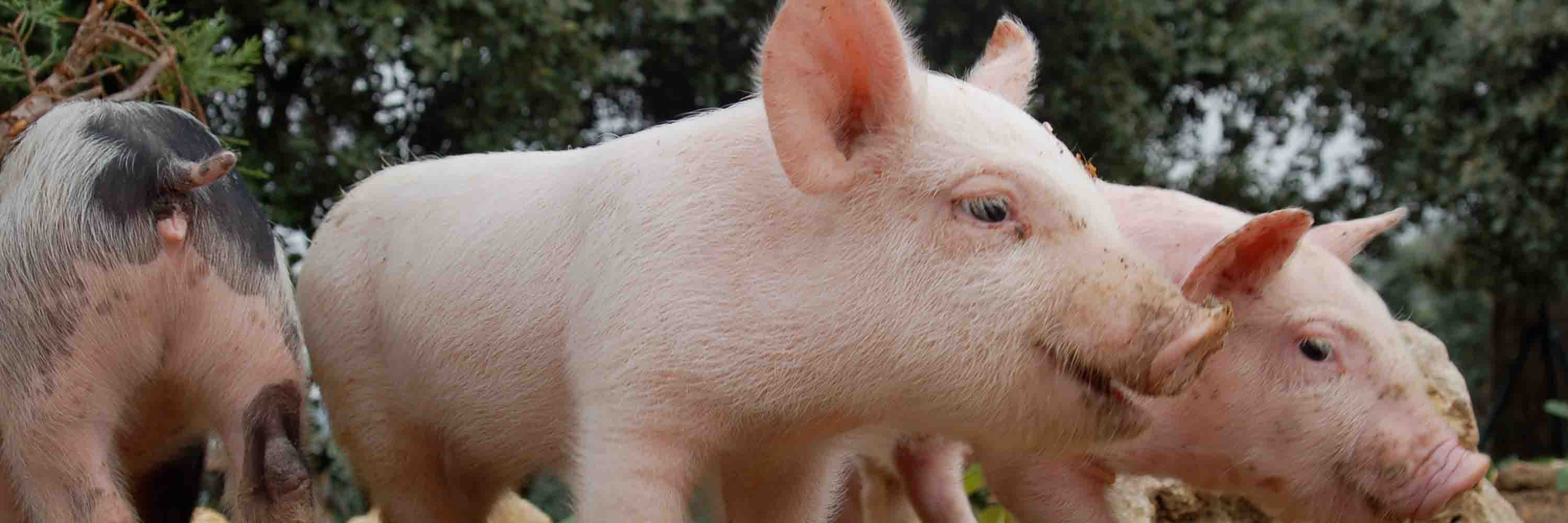 Piglets rescued from a factory farm enjoying life outdoors