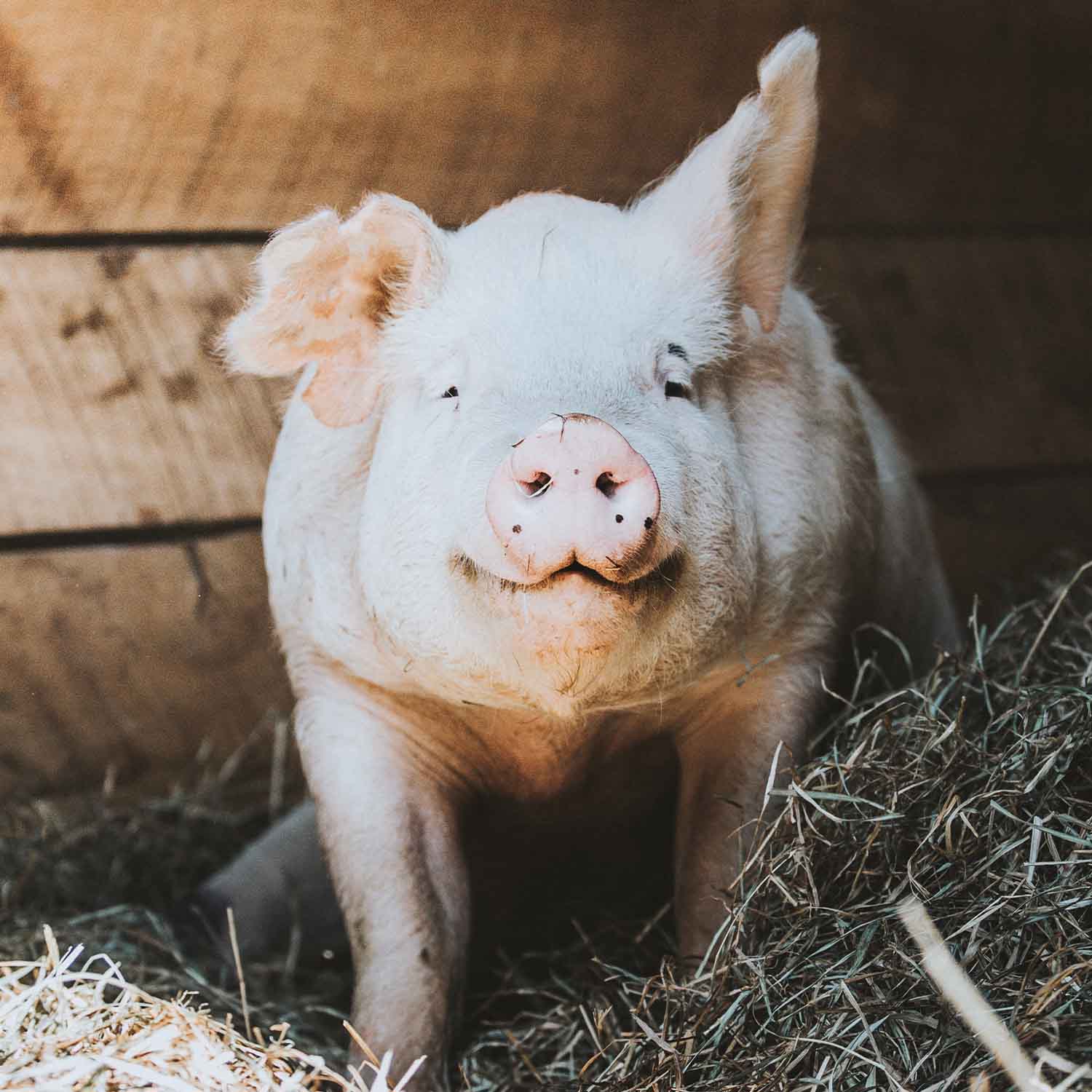 Rescued pig in a sanctuary