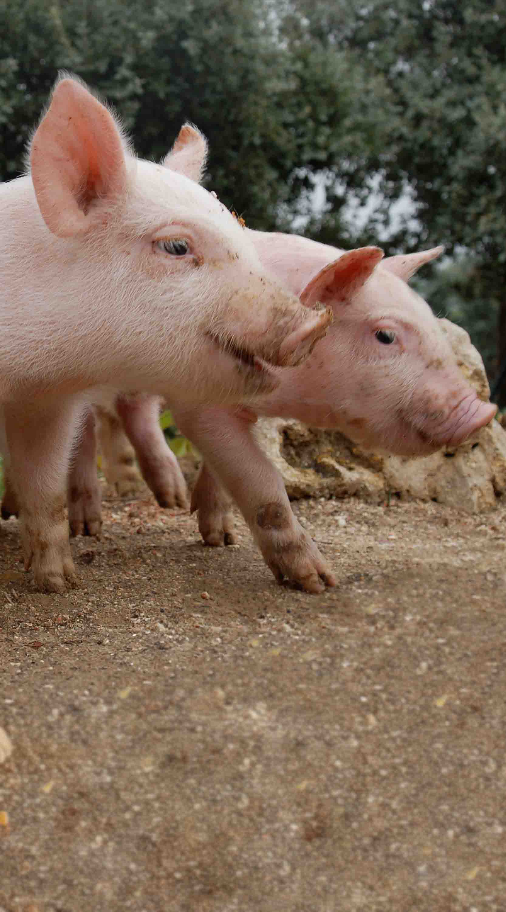 Piglets rescued from a factory farm enjoying life outdoors