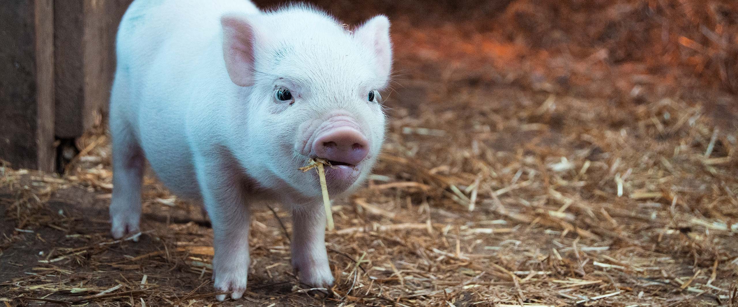 The Intelligence Of Pigs, Comparable To Elephants And Dolphins