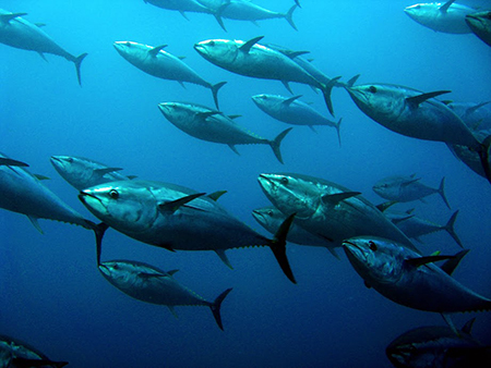 Water,Liquid,Blue,Azure,Fin,Atlantic bluefin tuna