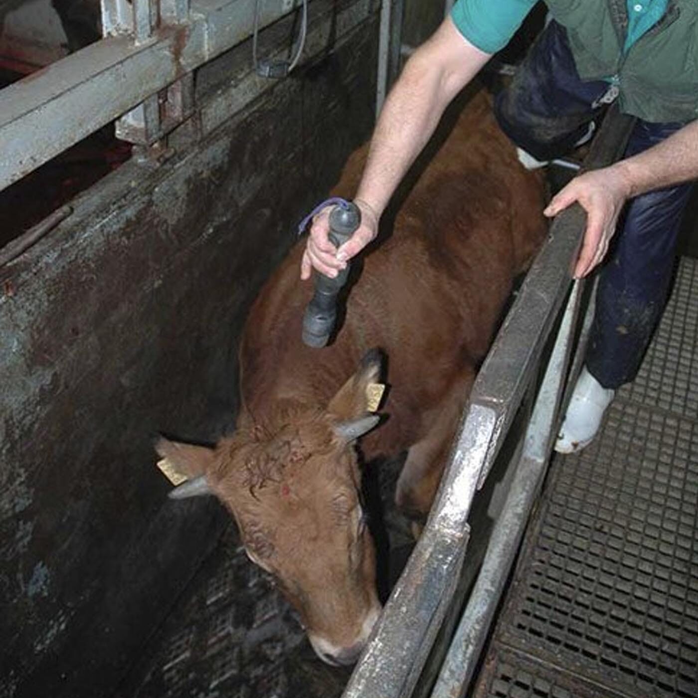 5 Common Practices In Slaughterhouses That You Need To Know