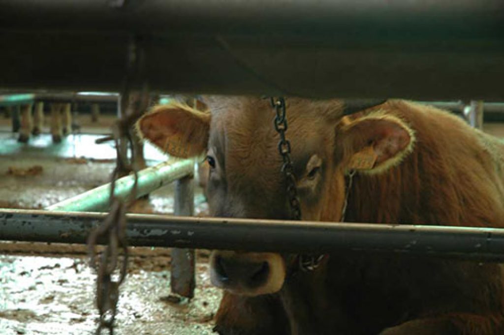 5 Common Slaughterhouse Practices Animal Equality